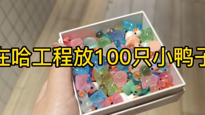 Melepaskan 100 ekor bebek kecil di kampus Harbin Engineering