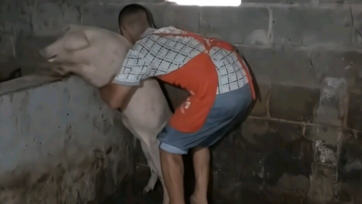 “Con lợn này khiến tôi cười suốt 3 phút 25 giây!”
