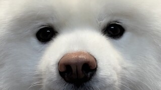 你怎么会是傻瓜呢，你那是傻的可爱！