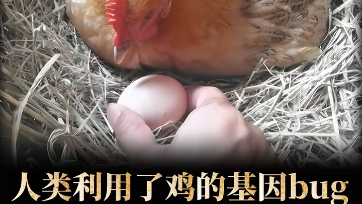 Why doesn’t the chicken get mad when it sees you taking its egg? How did humans exploit a genetic gl