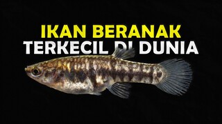 IKAN LIVEBEARER TERKECIL DI DUNIA! HETERANDRIA FORMOSA