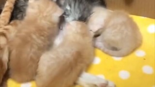 คุณเคยเห็นแมวแบบนี้ไหม? เวอร์ชั่นพากย์ภาษาญี่ปุ่น