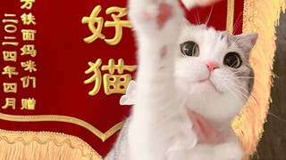 เป็นแมวที่ดีมาเจ็ดปี