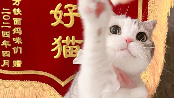 “Làm mèo tốt suốt bảy năm”