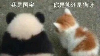 干掉农家乐，肥月大逃亡（大熊猫成实园月的悲惨境地）