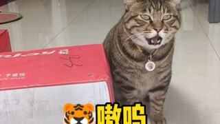 القط ذو المزاج السيئ «قط لوهوا»