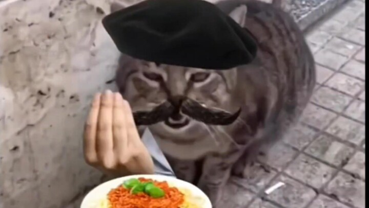 Kucing kecil Prancis