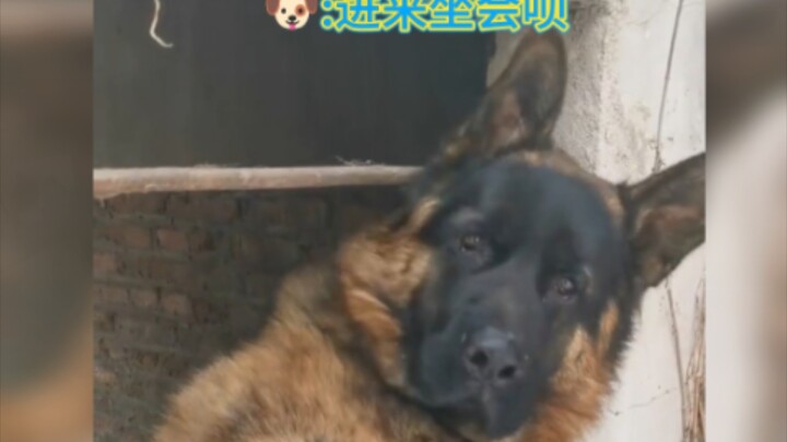 Are pet names these days seriously this hardcore? Is this for registering the kid’s household regist