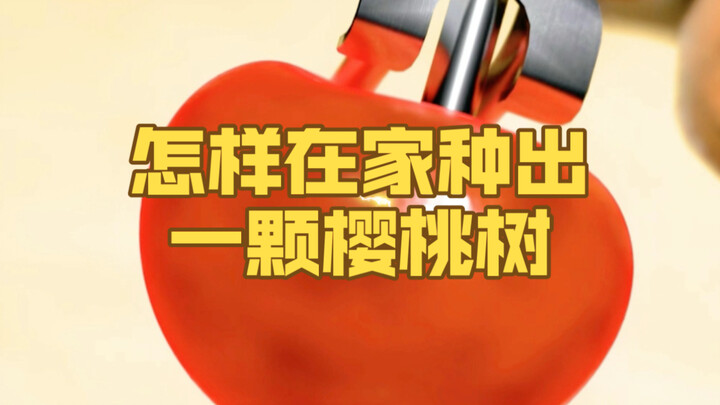 Bagaimana cara menanam pohon ceri di rumah?