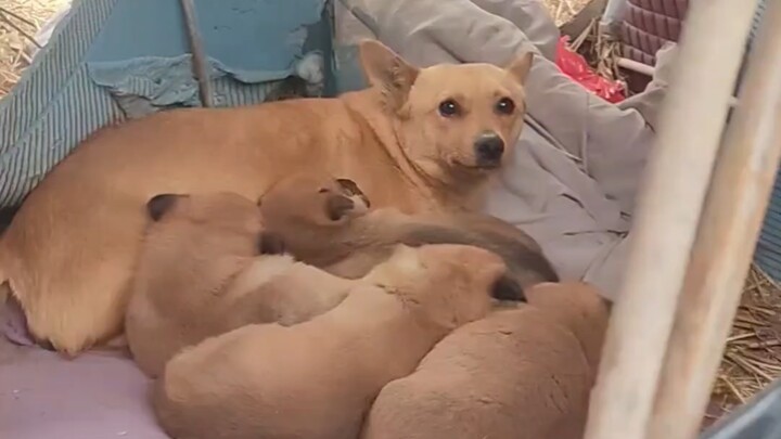 How long does it take to become friends with a stray puppy in the orchard?
