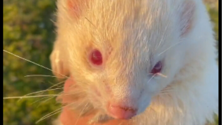 I’m so mad I could just feed Sasha the mink to the eagle!