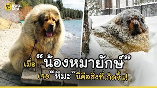 "เบลี่ย์" น้องหมาทิเบตันมาสทิฟฟ์ขนฟูตัวยักษ์ผู้หลงรักหิมะ | Dog's Clip