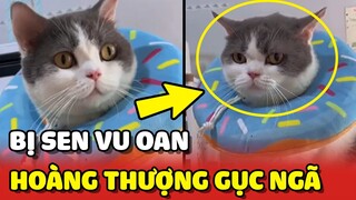 Chú mèo GỤC NGÃ vì VÔ CỚ bị con Sen VU OAN 😂 | Yêu Lu