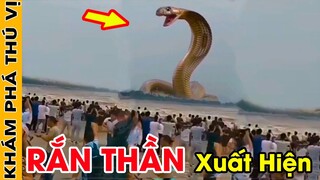 🔥 6 Loài Vật THIÊNG LIÊNG Được Con Người Tôn Sùng Thờ Phụng Như Thánh Thần | Khám Phá Thú Vị