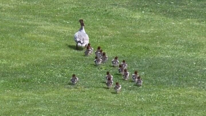 The mother duck takes her 16 little ones out for a spring outing, and as they swim, they get slower 