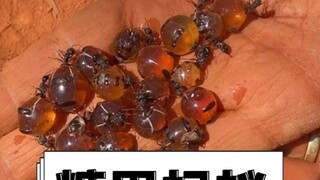 Pernahkah Anda melihat semut yang bisa dimakan?