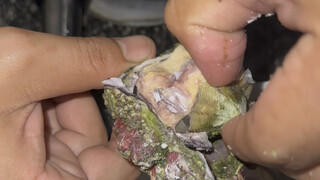 Pemula makan hidangan keras