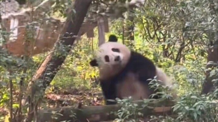 Hoa Hoa ơi, em sắp ngã rồi~ Em bé đáng yêu quá á á á á á á á á á!