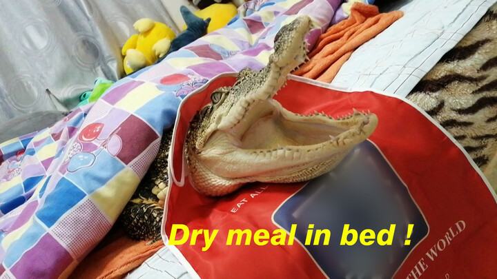 Cá sấu ăn trên giường?
