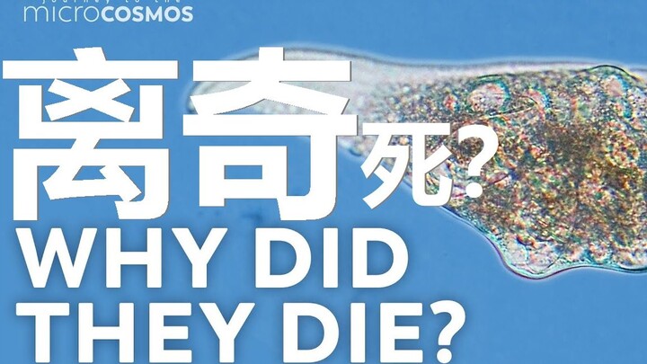 What’s it like to be watched by 40,000 people on Bilibili as you’re struggling for survival?