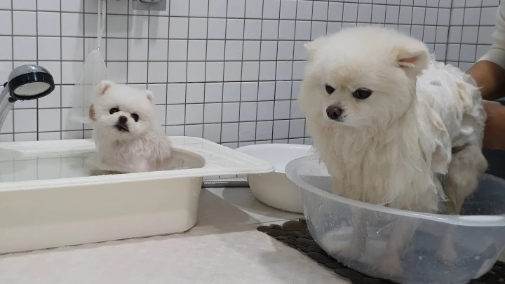 몸무게 2.5배 차이! 곰돌이컷vs풀콧 강아지 목욕시간 비교