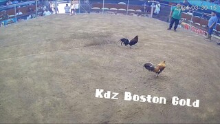 KDZ Gold Boston Kdz Gamefarm (Kdz gf sa fb)