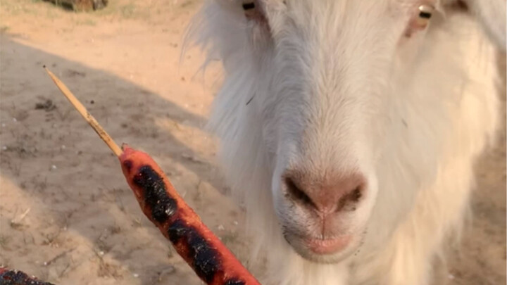 A Goat Who Loves Grilled Skewers
