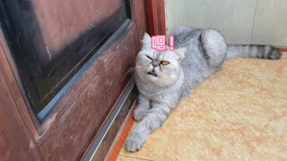 Oh my god, he’s great at catching mice, but he’s even better at destroying houses!