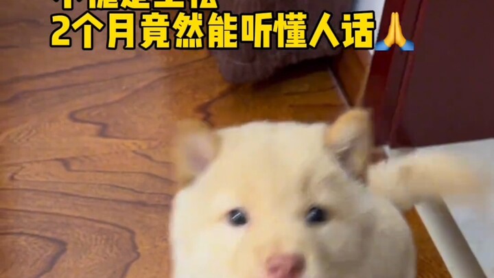 Keren banget, astaga! Pantas saja si Tongsong, dalam dua bulan aja sudah bisa mengerti bahasa manusi