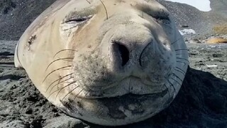 摄影师发现了一只爱打喷嚏的海豹，还给它做了个合集...