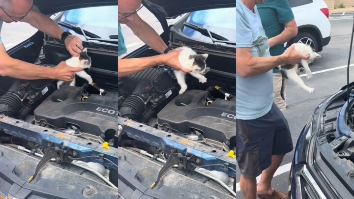 Chú mèo chui vào nắp ca-pô gặp được người dễ mủi lòng