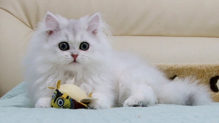 Gentle and incredibly beautiful British longhair cat Eva