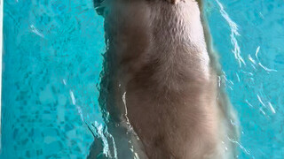 老板：游得很好 但是不要再来了