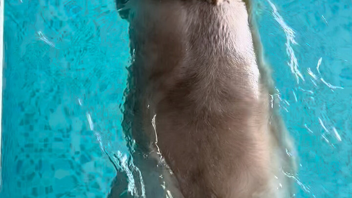 老板：游得很好 但是不要再来了