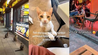 欢迎来到爱猫之城的猫都