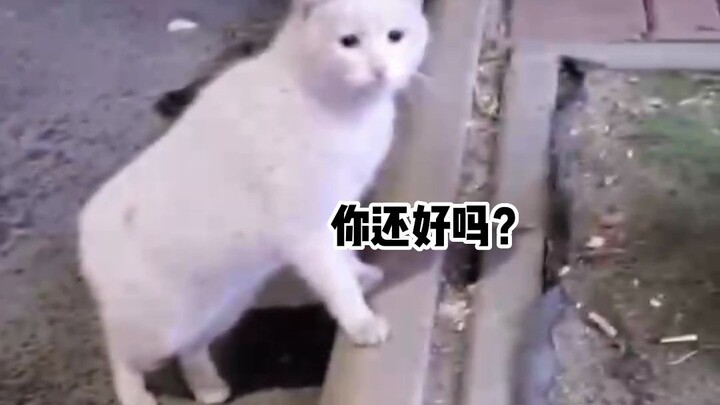 Heartbreaking Scenes Involving Stray Cats