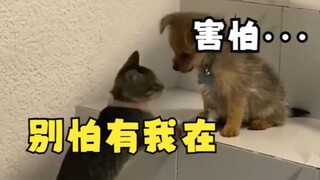 When we teach the new puppy how to go downstairs