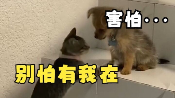 When we teach the new puppy how to go downstairs