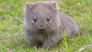 I found a cute baby wombat and came to post it