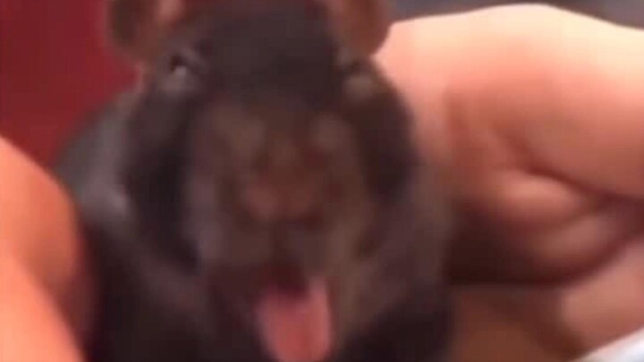 Kamu ngomong gitu sama bro??