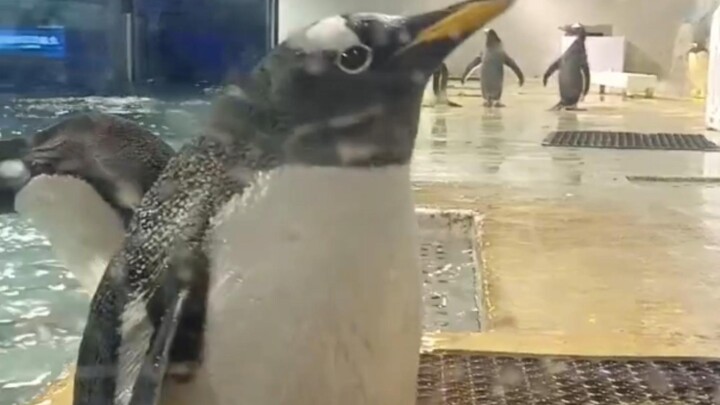 This is a night heron! 😡 This is a night heron! 😡 This is a night heron! 😡