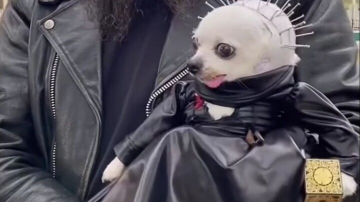 Dogs celebrating Halloween are like: