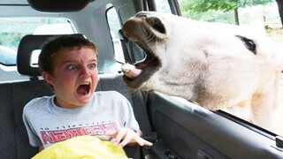 Kids And Animals At The Zoo - Animals Funny Video | Pet Squad