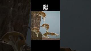 Gazelle - MOGMOG PLANET Observation Diary | It's Anime #shorts #anime #animals