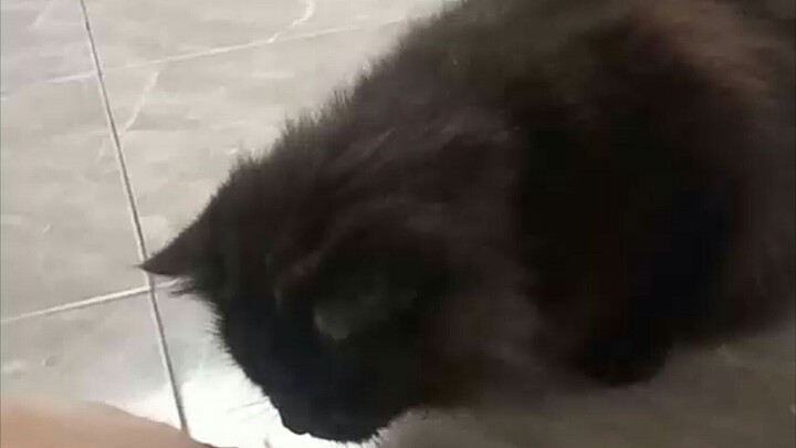 kucing persia makan ubi