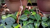 propagation of philodendron brazil #002