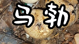 พัฟบอล