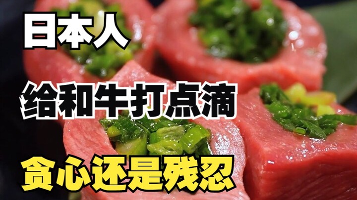 Người Nhật giờ còn phổ biến truyền dịch cho bò Wagyu, rốt cuộc là tàn nhẫn hay tham lam đây!