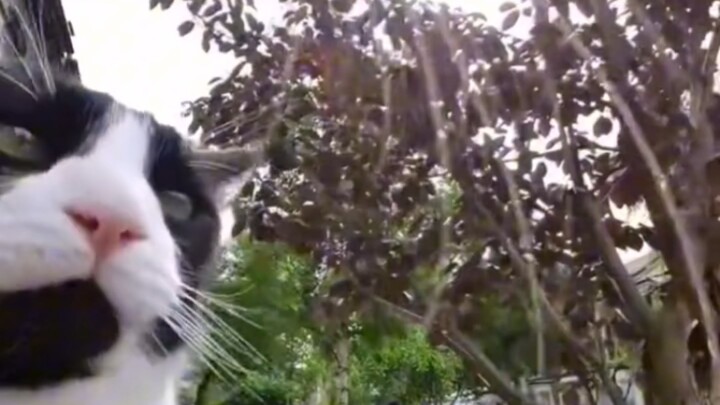 منظور القط الأول