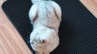 Apa yang dipikirkan kucing Anda saat Anda menyekop kotorannya?